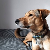 犬が『信用していない人』にみせる仕草や行動4選　愛犬との関係性が悪化しているサインとは