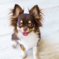 犬が『飼い主に話しかけている』サイン４選　意思疎通を図ろうとしているときの心理まで
