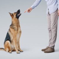 犬に人の言葉を覚えさせる方法はある？理解の必要性から覚えてもらうコツまで