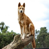 実は『イヌ科』に属している動物7選　犬とは遠い親戚にあたる？意外な関係性とは