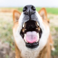 犬が拾い食いすると『超危険なもの』5選　誤食によって命を落とす可能性も…