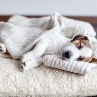 犬が『服の上で眠る』心理4選　飼い主の服を独占する可愛すぎる理由とは？