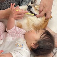 赤ちゃんに『歯磨き好き』になってもらうために…あまりにも尊い『2匹の犬にお手本をしてもらう光景』が26万再生「可愛すぎ」「ニヤけた」