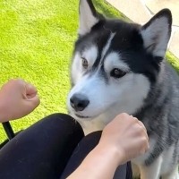 『どっちの手に入ってる？』ハスキー犬がおやつ当てゲームに挑戦したら…逆に凄い『まさかの結果』が4万再生「ある意味才能」「結果オーライ」