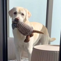 ベランダでぬいぐるみを見つけた大型犬→取って戻ってくるかと思いきや…まさかの『部屋に戻れない理由』が123万再生「空間認知能力ｗ」