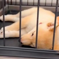 『致死率９０％以上の病気』になった子犬→入院治療した結果…涙が止まらない結末が78万再生「小さな体でよく…」「残りの９％を…凄い」と感動