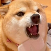 『アゴは嫌なの』犬のブラッシングしていたら…場所によって態度が急変する光景に307万再生の反響「声がクセ強ｗ」「あくび可愛い」