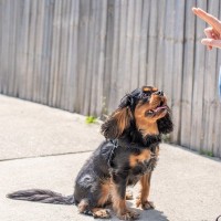 犬のしつけは教え方で変わる！愛犬が理解しやすくなる3つのポイント【ドッグトレーナーが解説】