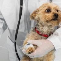 犬の『要麻酔』する？しない？手術の際に飼い主が考えるべきこと、リスクとの向き合い方まで【現役獣医が解説】