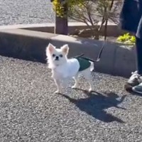 3日会っていない犬の『目の前を通り過ぎてみた』結果→確信が持てずに…まさかの反応と『気付いた瞬間の行動』が197万再生「たまらん…」