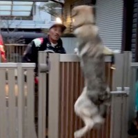 お父さんを心待ちにする2匹の大型犬→帰宅した瞬間…思った以上だった『激しすぎるお出迎え』が16万再生「激突してて草」「最高過ぎる」と爆笑