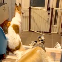 溺愛する小型犬の帰りを待つ大型犬→一本の連絡があり…絶対に言えない『帰ってこない理由』が80万再生「後ろ姿から心配が伝わるｗ」と爆笑