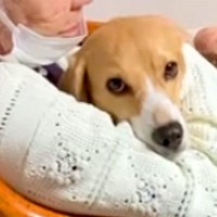 100歳のおばあちゃんに犬を見せた結果…『まさかの一言』に爆笑の声集まる「おばあちゃんもワンちゃんも可愛すぎる」「セラピードッグみたい」