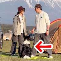 世界一賢いといわれる犬種に『パパとママどっちについてくるか？』を検証→想像もできなかった結末が3万再生「大きな愛」「可愛すぎる」と称賛