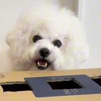 せっかく手作りしたゲームに興味がない犬…一部を『靴下』に変えてみたら→可愛すぎる検証結果が15万再生「同じゲームとは思えないｗ」と称賛