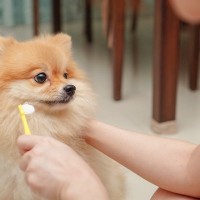 犬が『歯磨きを拒否』するときの対処法はある？苦手克服に向けた改善策まで