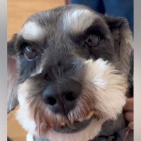 ６年間も繁殖し続けた犬を保護→里親が決定した結果…涙が止まらない『大変貌をとげた光景』が感動的すぎると５万再生「笑顔が最高」と反響