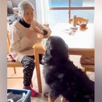 おばあちゃんの家に遊びに行った大型犬→会った瞬間に…可愛すぎる『ふたりの恒例行事』が45万再生「大好きなんだね」「最高コンビ」と絶賛