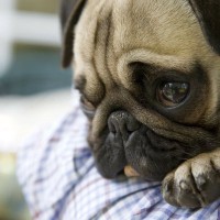 犬が『悲しげな表情』をしている時の心理5選　落ち込んだ顔をする原因や理由とは？