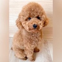 『犬が太ってきたと思っていたら…』バリカンで剃ってみた結果→想定外だった『驚きのビフォーアフター』が3万再生「かわいい」「快適そう」