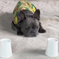 『山盛りのおやつがどっちに入ってるかゲーム』をした結果、犬が…コントのような『まさかの結末』が23万再生「比べてて草」「結果オーライｗ」