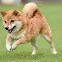 柴犬は賢い？なぜバカっぽいと誤解される？「飼わないほうがいい」と言われる背景まで解説
