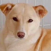 『シッポを振らない、怖がる元野犬』と一緒に暮らしたら→３年後…涙が止まらない『別犬のような光景』が３万再生「なんて愛おしい」「信頼の証」