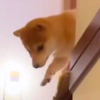 『階段から降りれない』と困惑する赤ちゃん犬→心配した姉犬が…可愛すぎる行動に「優しいお姉ちゃん」「まだ怖いよね」と12万再生