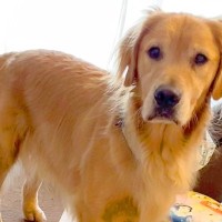 赤ちゃんのオムツを用意し忘れたので、大型犬に『オムツ持ってきて』とお願いしたら…救世主すぎる『神対応』が22万再生「賢すぎ」「すごい」