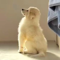 どこにでもついてくる『超大型犬の子犬』が成長した結果…まだまだ赤ちゃんすぎる『甘えん坊な光景』が４万再生　まるで白くまのような姿に悶絶