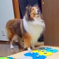 『会話ボタン』でパパに話しかける犬→まさかの『告げ口をする光景』が賢すぎると27万再生「天才！？ｗ」「パパちょろいの分かってて草」