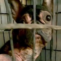 繁殖場で保護した歩くこともできないボロボロの犬→想像もできなかった『現在の姿』に涙が止まらない「本当によかった」「泣いた」と12万再生