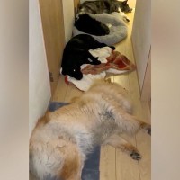 夜、トイレに行こうと部屋を出たら→大型犬たちが通せんぼしてきて…まさかの光景が128万再生「可愛いの大渋滞ｗ」「圧巻」と大反響