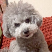 おばあちゃんに唸る犬→『ママに言うから』と伝えた結果…まさかの『完全に言葉を理解している行動』が20万再生「子供と一緒ｗ」と爆笑の声
