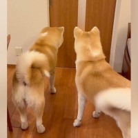 『５ヶ月ぶりの再会』お父さんのお出迎えをした２頭の秋田犬が…想像以上に『もふもふな熱烈歓迎』に「わちゃわちゃ」「羨ましい」と絶賛の声
