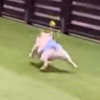 オムツを履いてドッグランで遊ぶ犬→想定外だった『面白すぎるハプニング』が24万再生「脱げ方が完璧すぎて笑った」「後ろ！後ろ！ｗ」の声