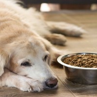 犬が『ご飯を食べようとしない』4つの理由　考えられる原因から注意すべき症状まで解説