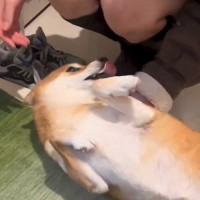 大好きなお姉ちゃんが帰宅→犬の喜びが溢れすぎた結果…想定以上の『嬉しさ大爆発する光景』に「見てて嬉しくなる」「喜びの舞ｗ」と4万再生