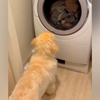 初めて家の中を歩き回った大型犬の赤ちゃん→洗濯機に興味津々で…可愛すぎる探検が100万再生「たまらん」「愛おしい後ろ姿」と悶絶の声