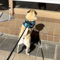 モスバーガーの前を通った犬→なぜか動かなくなり…まさかの『可愛すぎる理由』が103万表示「気持ちは分かるｗ」「新メニュー気になるね」