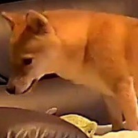 留守番中の犬をカメラで覗いてみた結果→想像もできなかった『まさかの行動』が272万表示の反響「伸びてるｗ」「ハードな腕立てで草」と爆笑