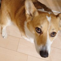 2人の男の子と犬が一緒に暮らした結果→まさかの『兄の威厳を示す光景』が119万表示「退く気が微塵もなくて草」「動じなさすぎるｗ」と爆笑