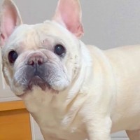 犬が『ちょっと来て！』と大騒ぎするので見に行ってみた結果…まさかの『可愛すぎる報告』に13万再生の反響「真剣で草」「助かって良かったｗ」