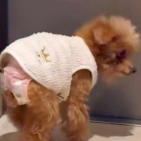 19歳になる老犬が見当たらないと思ったら、玄関で…予想もしなかった『まさかの要望』に「19歳とは思えない」「長生きして」と応援の声集まる