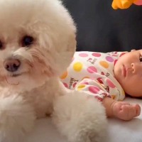 赤ちゃんが『犬と一緒に暮らした』結果…あまりにも尊い『兄妹愛を感じる光景』に涙が出ると270万再生「心打たれた」「素敵なお兄ちゃん」