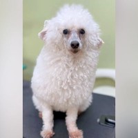 実家にいる『毛が伸びた犬』をトリミングした結果…衝撃的な『まさかのビフォーアフター』が34万再生「遭遇したら絶対笑う」「可愛いｗｗ」