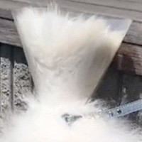 動物病院で『エリザベスカラー』を付けて帰ってきた犬→思ってたのとなんか違う…？衝撃的すぎる姿が18万再生「謎の生命体」「お腹痛いｗｗ」