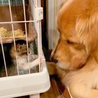 ケージに入ってる『保護した子猫』→大型犬が近くで…思わず笑顔になる『平和すぎるやり取り』が14万再生「なんて優しいの」「大物の予感」