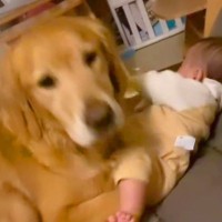 『泣いている赤ちゃん』をあやす大型犬…『献身的な姿』と『予想外のオチ』が愛おしすぎると4万再生「愛情深い」「ママが一枚上手だったね」