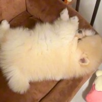 生後3ヶ月の赤ちゃん犬をお迎えした日→想定以上に『ぬいぐるみのような光景』が455万再生「ふわふわの天使」「最高だわ」と悶絶の声続々